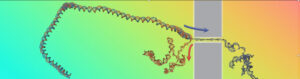 Rompere i legami: la decompressione a doppia elica rivela la fisica del DNA