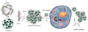 Nuove nanogabbie per la consegna di piccoli RNA interferenti