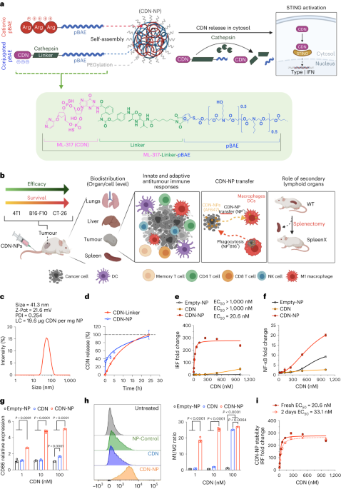 Investigation of the enhanced antitumour potency of STING agonist after conjugation to polymer nanoparticles - Nature Nanotechnology