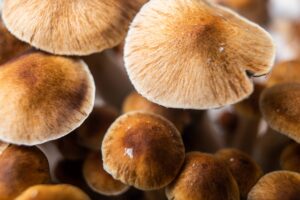 79% of Canadians Support Psilocybin To Treat Existential Dread for End of Life Patients