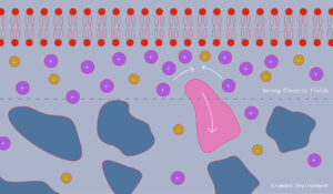 Cells' electric fields keep nanoparticles at bay