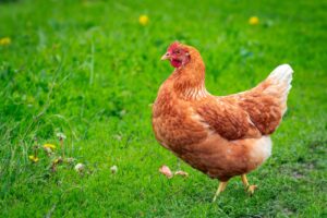 Hemp Seed Meal for Hens Gains Recommendation for Federal Approval