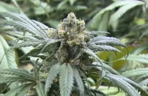 Marijuana Use Among Teens Declines In Washington State - Medical Marijuana Program Connection